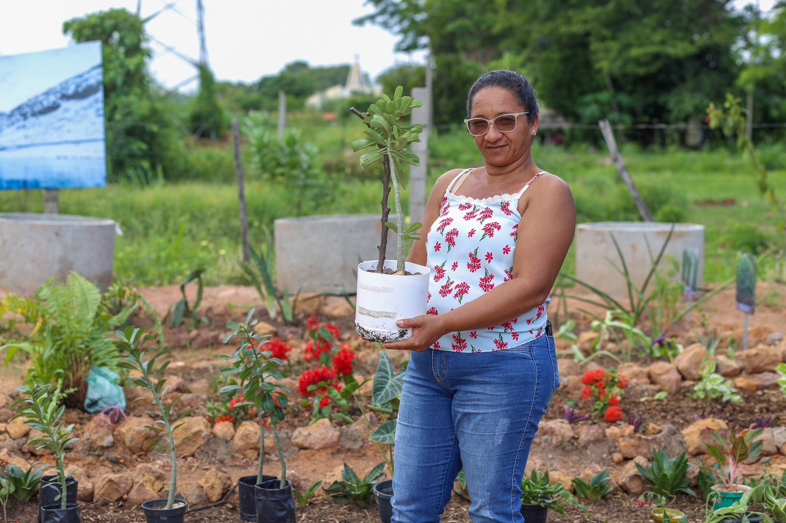 Nas hortas do Dirceu em Teresina, os horticultores iniciaram o projeto de produção de flores que vai ajudar a incrementar a renda e gerar trabalho