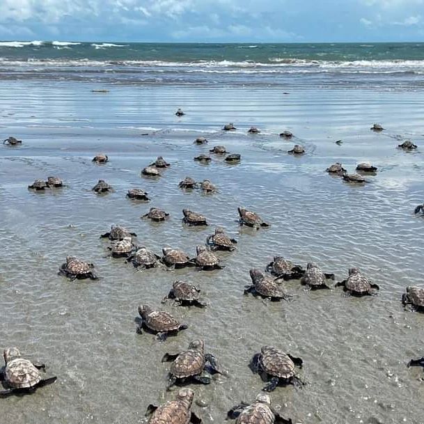 No Piauí, as tartarugas marinhas são protegidas por projeto liderado pelo Instituto Tartarugas do Delta, uma iniciativa primorosa para o meio ambiente