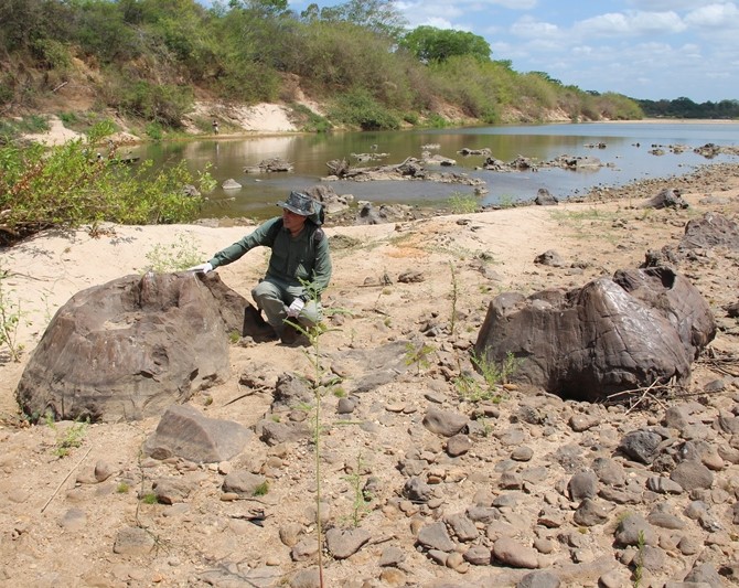 Juan Cisneros, que é professor da UFPI, encontrou troncos de árvores gigantes na zona rural de Teresina que não existem mais no Piauí, elas viveram no Estado há 280 milhões de anos
