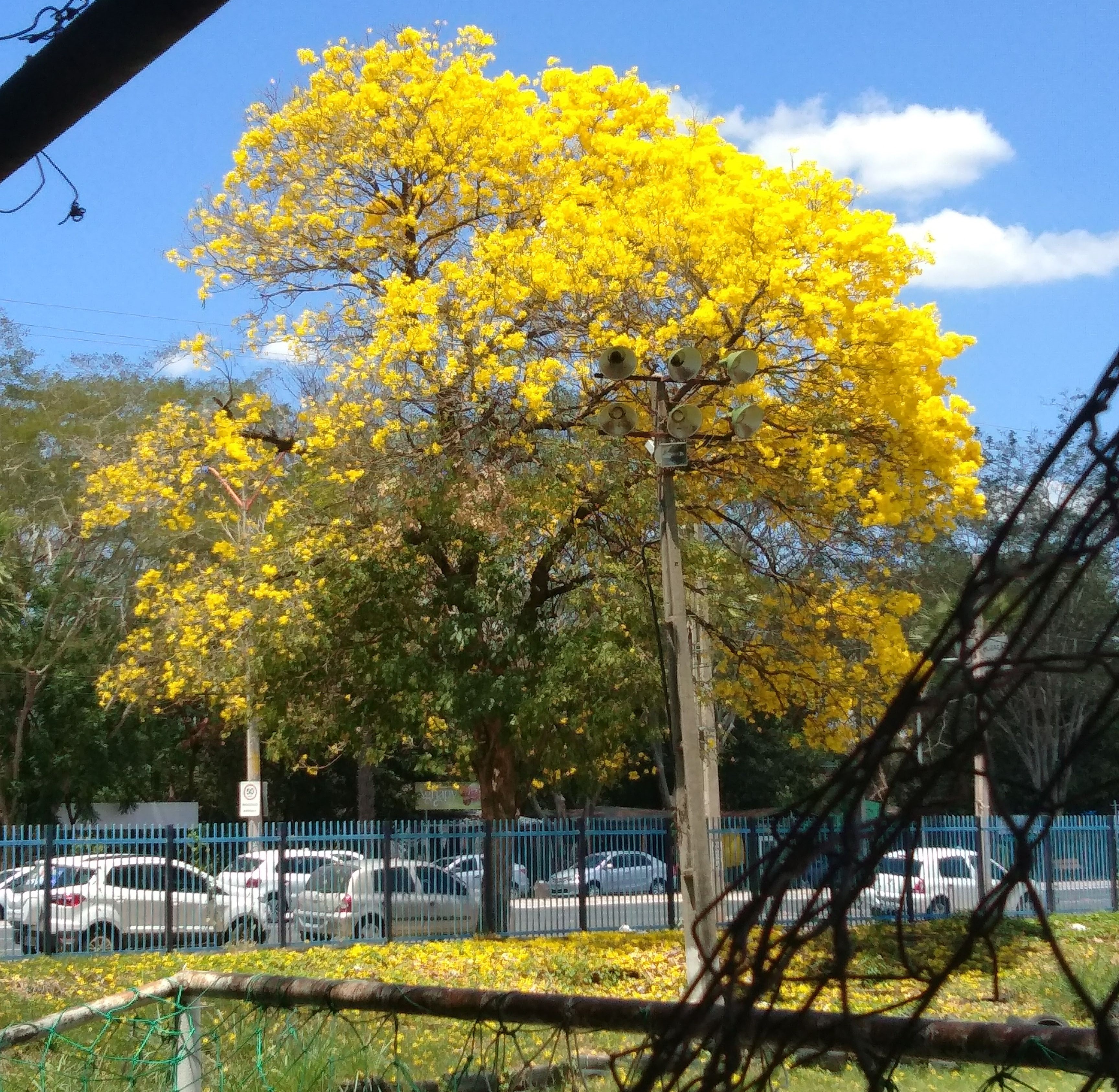 Ipê amarelo em Teresina. É mais conhecido como cuscuz e dá um brilho especial à capital do Piauí neste época(Foto: Djalma Batista)