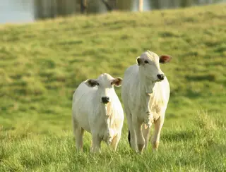 Piauí encaminha ao Pará amostras de soro de bovinos para estudo sobre aftosa