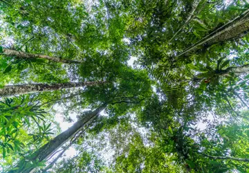 MP trata sobre o contrato de concessão de florestas públicas e comercialização de créditos de carbono