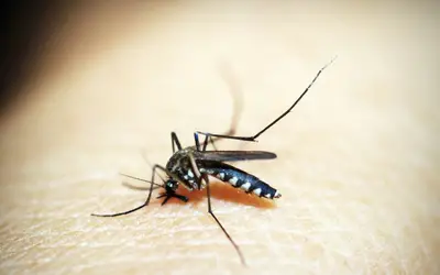 Entenda por que hemorragia não é o principal sintoma da dengue grave