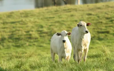 Piauí encaminha ao Pará amostras de soro de bovinos para estudo sobre aftosa
