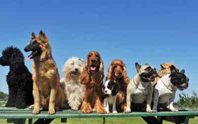 Cães Terapeuticos: Bem-Estar Emocional Revelado!